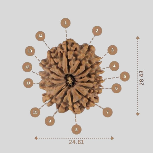 14 Mukhi Rudraksha - Nepali