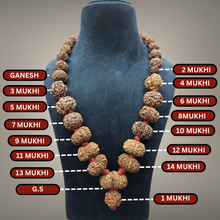 Load image into Gallery viewer, 1 - 14 Mukhi Rudraksha Mala combination - Nepali - Rudradhyay