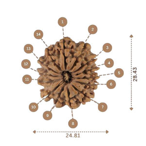 14 Mukhi Rudraksha - Nepali