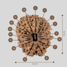 Load image into Gallery viewer, 16 Mukhi Rudraksha(Nepali)