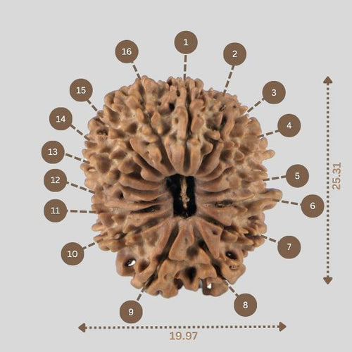 16 Mukhi Rudraksha(Nepali)