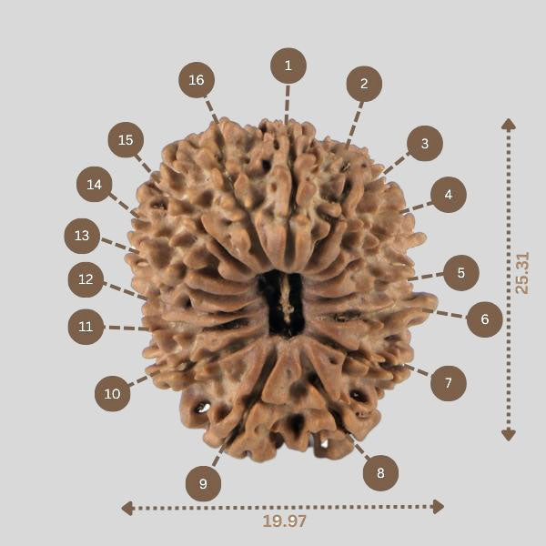 16 Mukhi Rudraksha(Nepali)