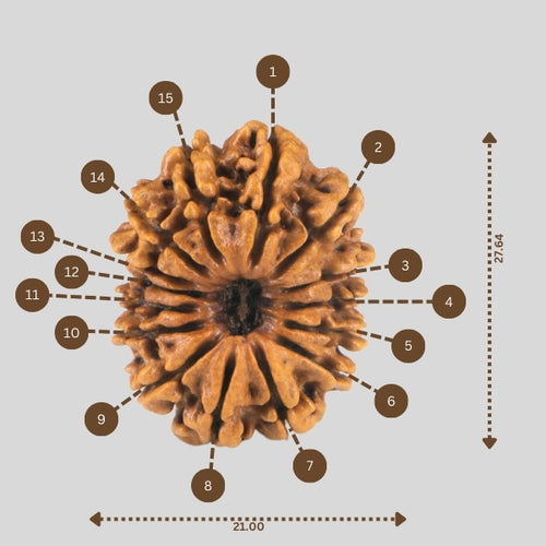 15 Mukhi Rudraksha(Nepali)