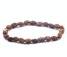 Load image into Gallery viewer, 2 Mukhi Rudraksha Bracelet