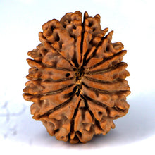 Load image into Gallery viewer, 14 Mukhi Rudraksha - Nepali