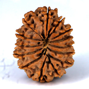 14 Mukhi Rudraksha - Nepali