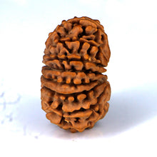 Load image into Gallery viewer, 14 Mukhi Rudraksha - Nepali