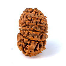 Load image into Gallery viewer, 14 Mukhi Rudraksha - Nepali