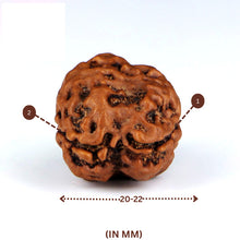 Load image into Gallery viewer, 2 Mukhi Rudraksha(Nepali) - Big Size