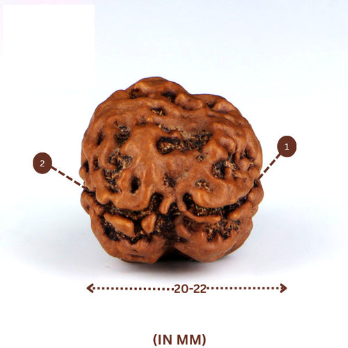 2 Mukhi Rudraksha(Nepali) - Big Size