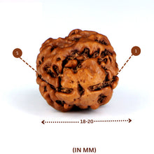 Load image into Gallery viewer, 2 Mukhi Rudraksha(Nepali) - Medium Size