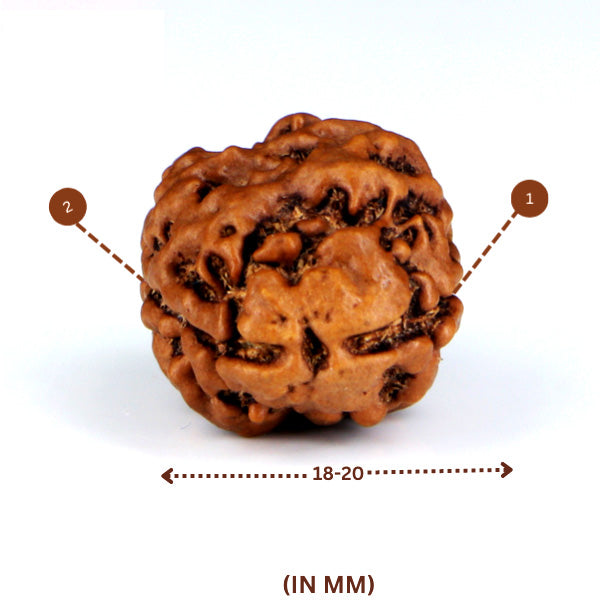 2 Mukhi Rudraksha(Nepali) - Medium Size