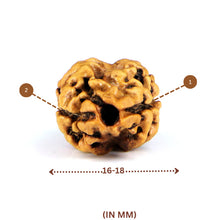 Load image into Gallery viewer, 2 Mukhi Rudraksha(Nepali) - Small Size