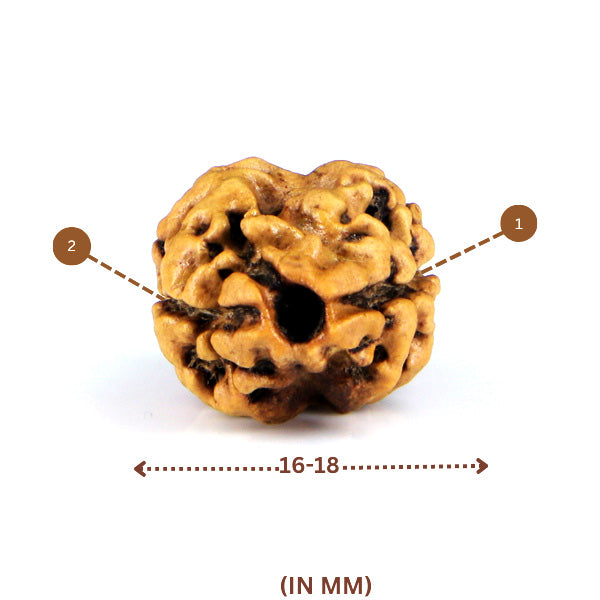 2 Mukhi Rudraksha(Nepali) - Small Size