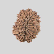 Load image into Gallery viewer, 16 Mukhi Rudraksha(Nepali)