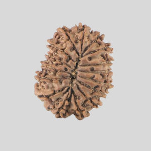 16 Mukhi Rudraksha(Nepali)