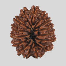 Load image into Gallery viewer, 15 Mukhi Rudraksha(Nepali)