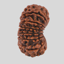 Load image into Gallery viewer, 15 Mukhi Rudraksha(Nepali)