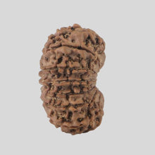 Load image into Gallery viewer, 16 Mukhi Rudraksha(Nepali)