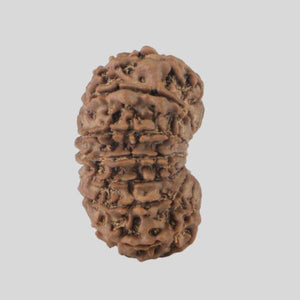 16 Mukhi Rudraksha(Nepali)