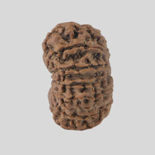 Load image into Gallery viewer, 16 Mukhi Rudraksha(Nepali)