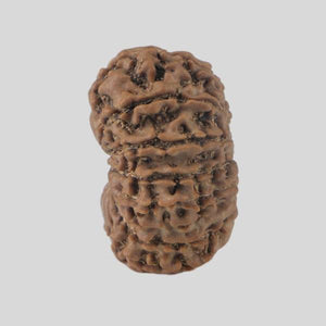 16 Mukhi Rudraksha(Nepali)