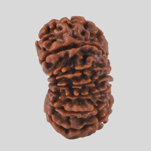 15 Mukhi Rudraksha(Nepali)