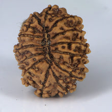 Load image into Gallery viewer, 14 Mukhi Rudraksha - Nepali Vendor Rudradhyay