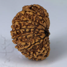 Load image into Gallery viewer, 14 Mukhi Rudraksha - Nepali Vendor Rudradhyay