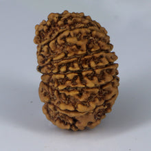 Load image into Gallery viewer, 14 Mukhi Rudraksha - Nepali Vendor Rudradhyay