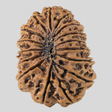 Load image into Gallery viewer, 16 Mukhi Rudraksha(Nepali)