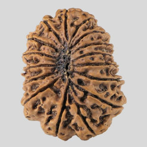 16 Mukhi Rudraksha(Nepali)