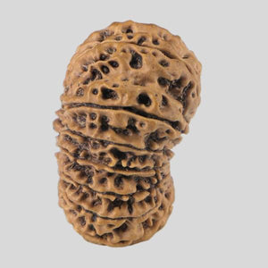 16 Mukhi Rudraksha(Nepali)