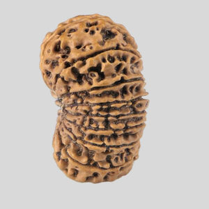 16 Mukhi Rudraksha(Nepali)