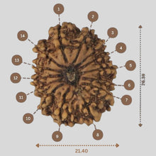 Load image into Gallery viewer, 14 Mukhi Rudraksha - Nepali Vendor Rudradhyay