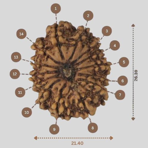 14 Mukhi Rudraksha - Nepali Vendor Rudradhyay