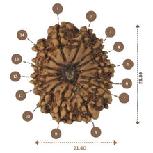 Load image into Gallery viewer, 14 Mukhi Rudraksha - Nepali Vendor Rudradhyay