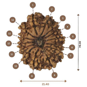 14 Mukhi Rudraksha - Nepali Vendor Rudradhyay