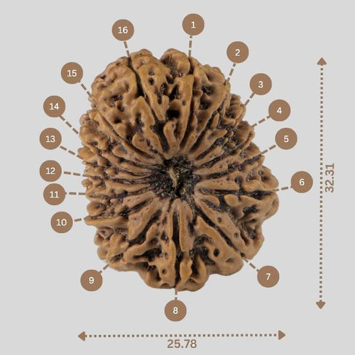 16 Mukhi Rudraksha(Nepali)