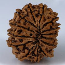 Load image into Gallery viewer, 14 Mukhi Rudraksha - Nepali Vendor Rudradhyay