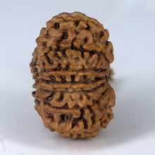 Load image into Gallery viewer, 14 Mukhi Rudraksha - Nepali Vendor Rudradhyay