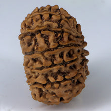 Load image into Gallery viewer, 14 Mukhi Rudraksha - Nepali Vendor Rudradhyay