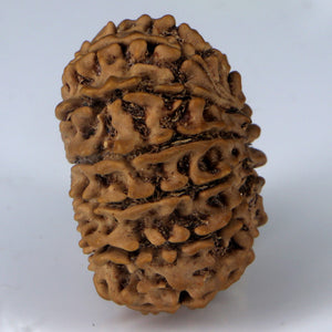 14 Mukhi Rudraksha - Nepali Vendor Rudradhyay