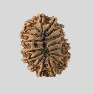 16 Mukhi Rudraksha(Nepali)