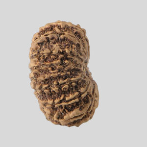 16 Mukhi Rudraksha(Nepali)