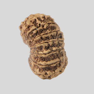 16 Mukhi Rudraksha(Nepali)