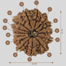 Load image into Gallery viewer, 14 Mukhi Rudraksha - Nepali Vendor Rudradhyay