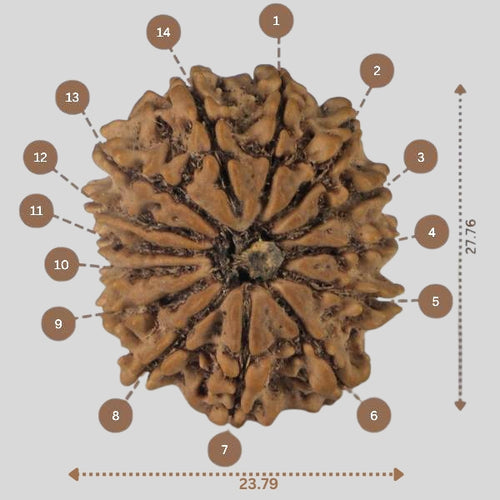 14 Mukhi Rudraksha - Nepali Vendor Rudradhyay