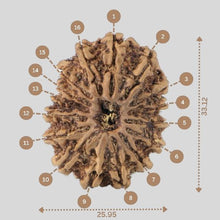 Load image into Gallery viewer, 16 Mukhi Rudraksha(Nepali)