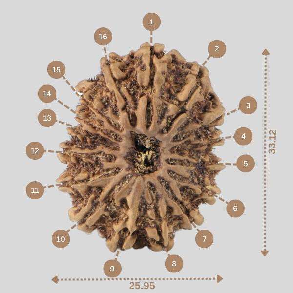 16 Mukhi Rudraksha(Nepali)